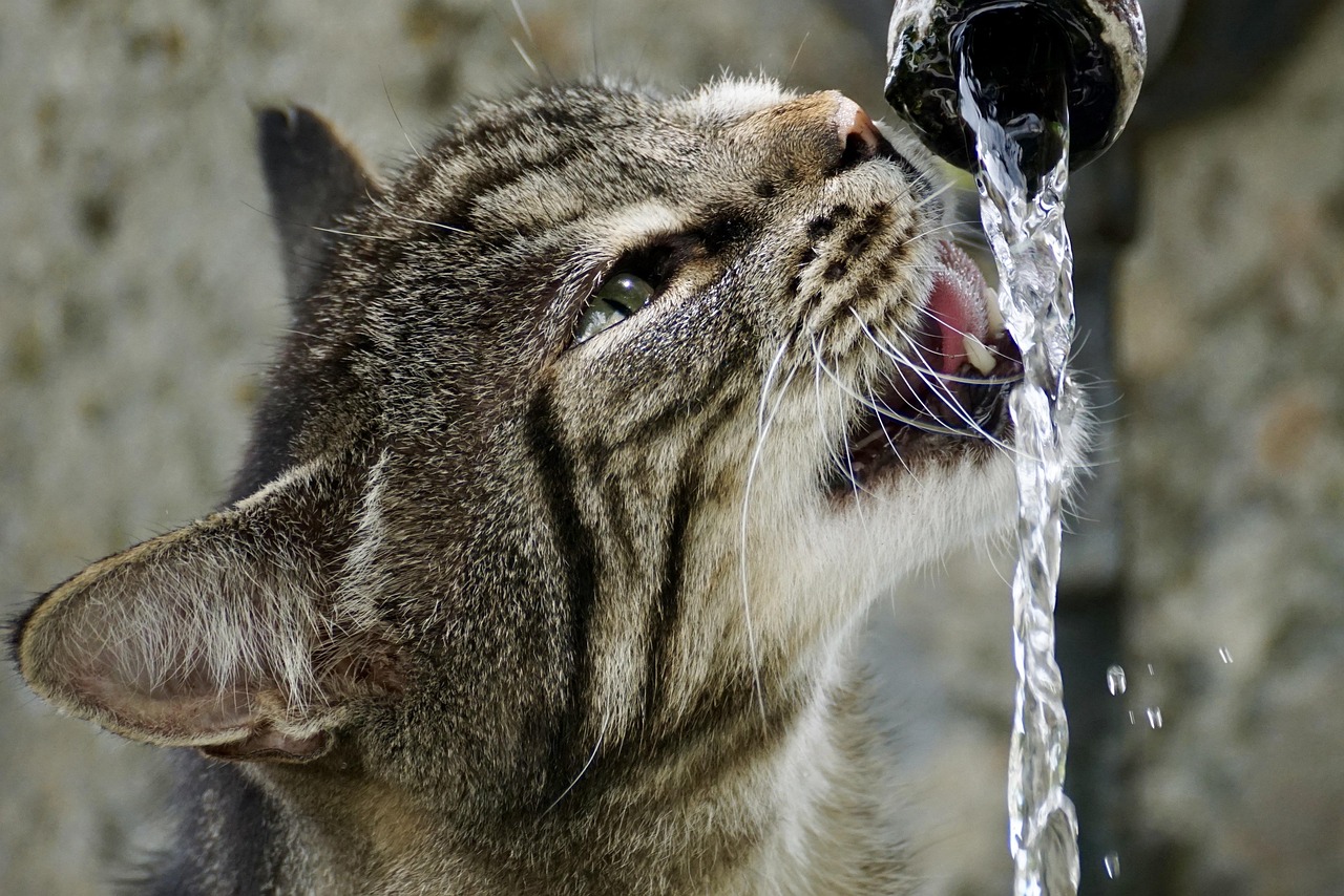 Automatic feeders and water fountains, honestly