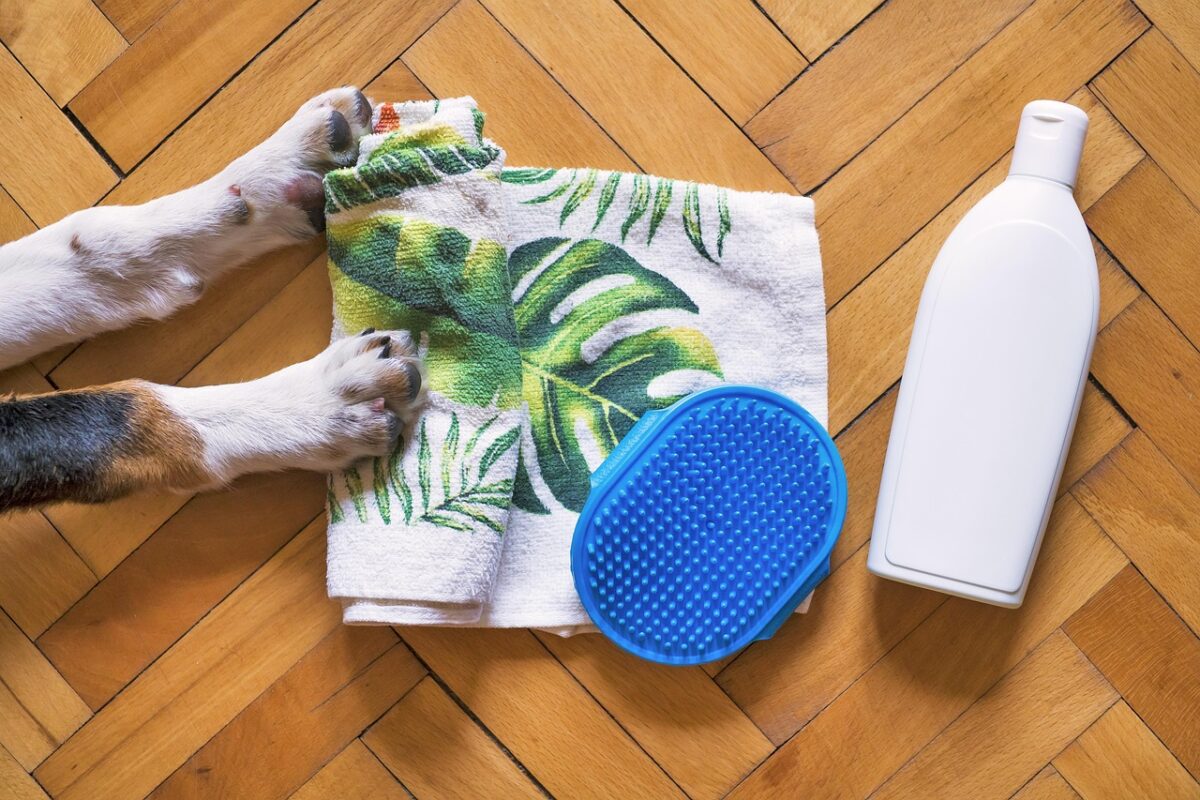 Getting an animal used to grooming tools