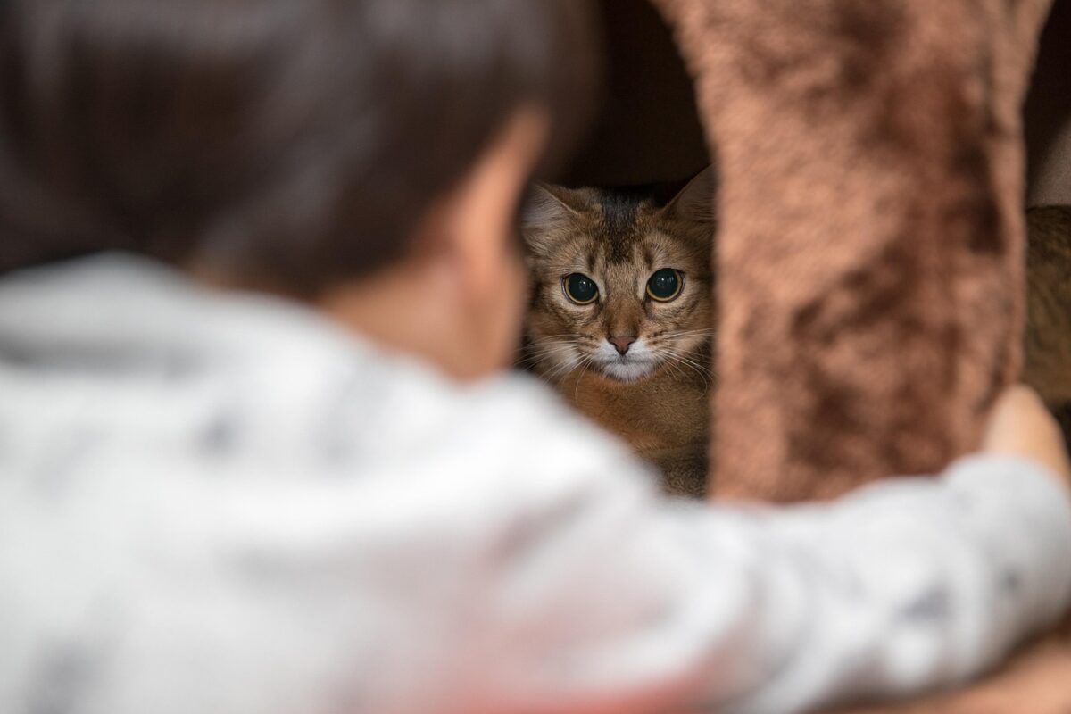 How to size a bed for a cat or a dog