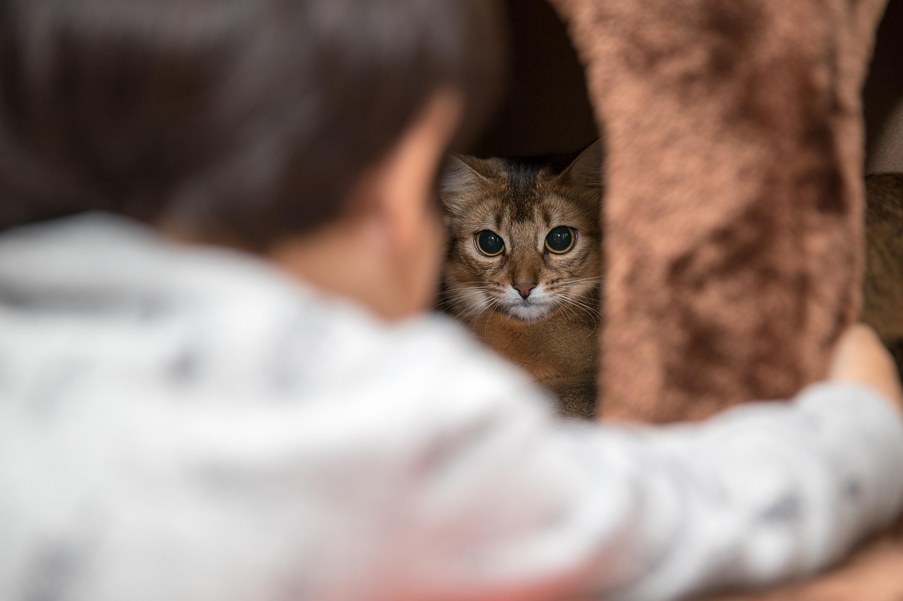 How to size a bed for a cat or a dog