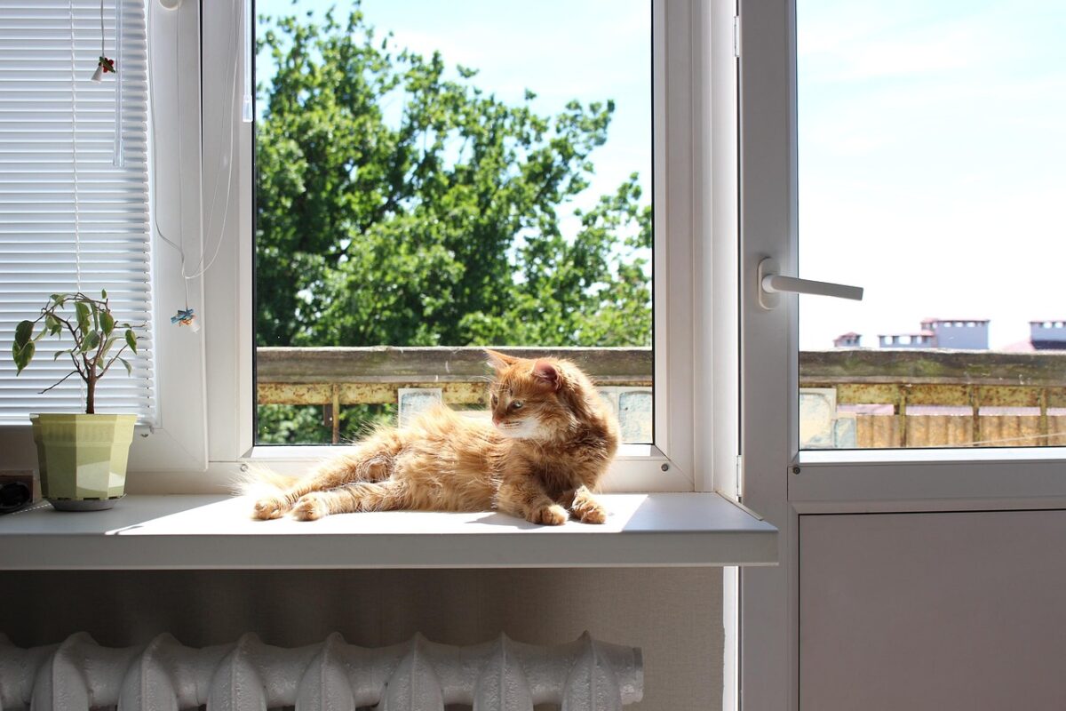 Where to put a cat bed, and why it gets ignored