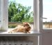 Where to put a cat bed, and why it gets ignored
