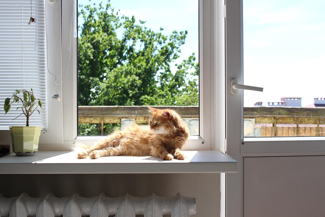 Where to put a cat bed, and why it gets ignored