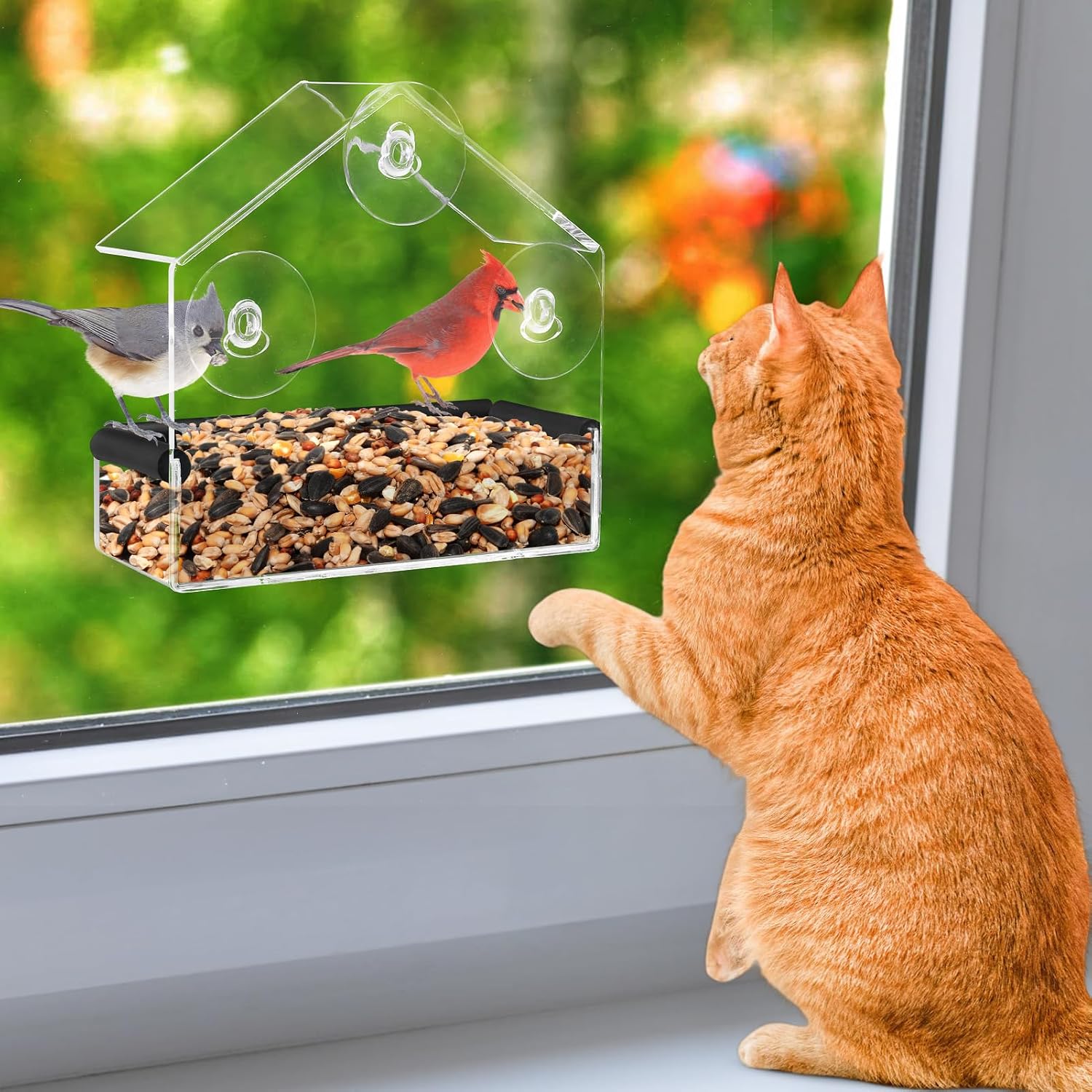 Window Bird Feeder with Suction Cups — Small, Clear